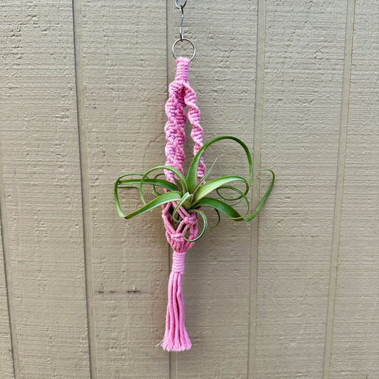 Boho Macrame Tillandsia Plant Holder – Hanging Air Plant Display (6 Rainbow Colors) - Rainforest Flora
