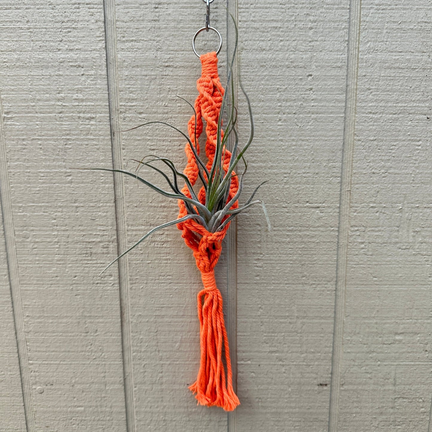 Boho Macrame Tillandsia Plant Holder – Hanging Air Plant Display (6 Rainbow Colors) - Rainforest Flora