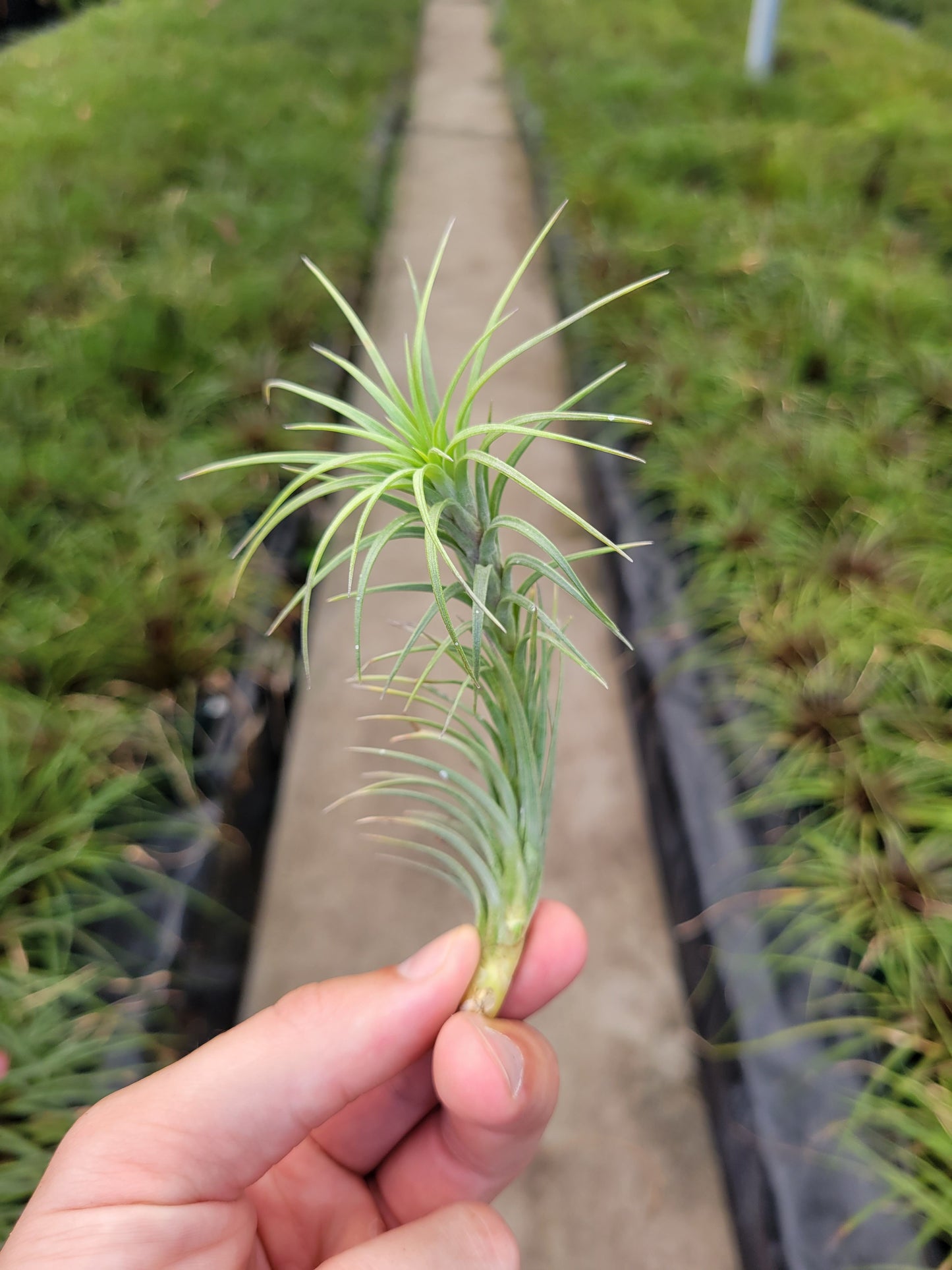 Tillandsia tenuifolia 'Bonsall Beauty'