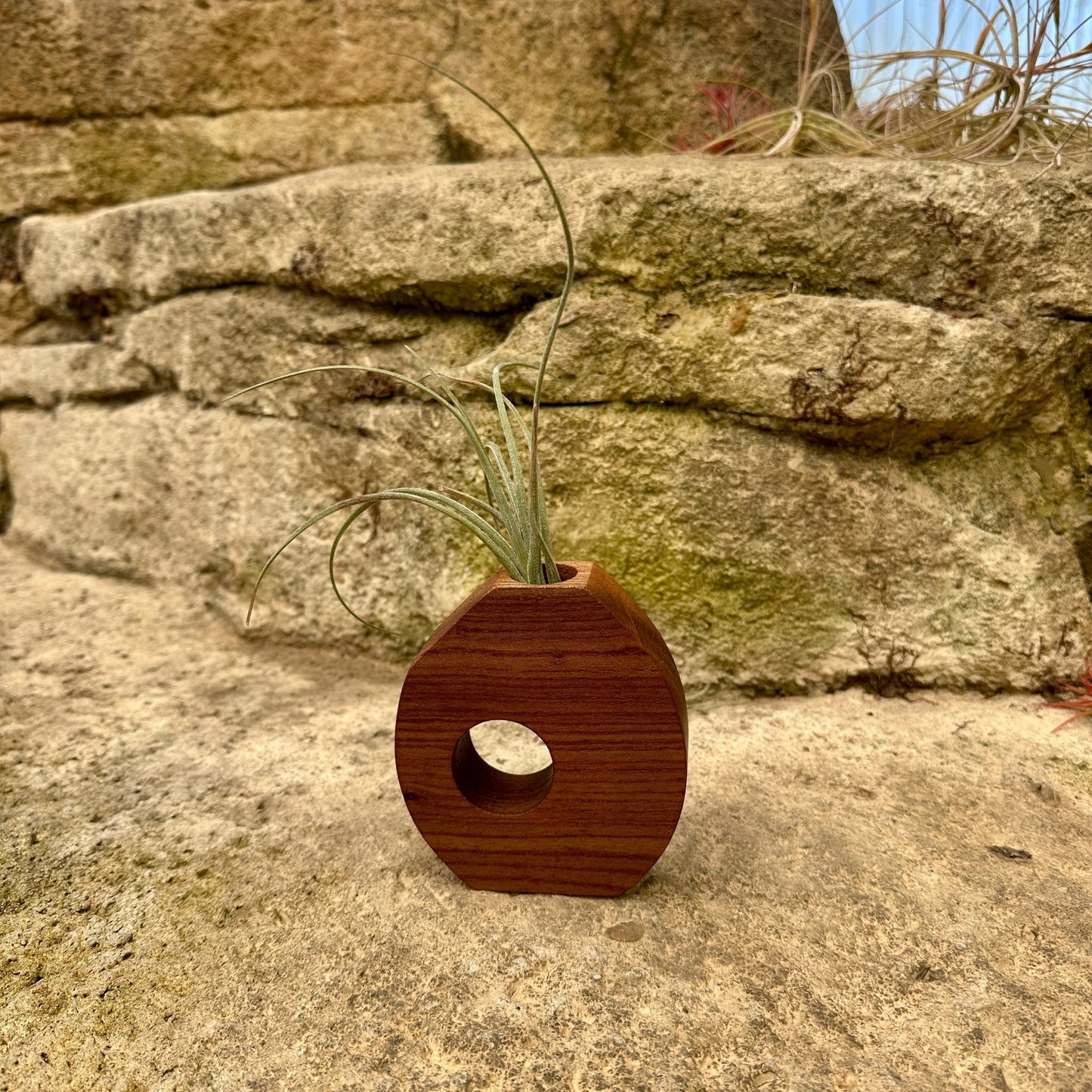 Boyce Studio Original Wood Air Plant Holder - Rainforest Flora