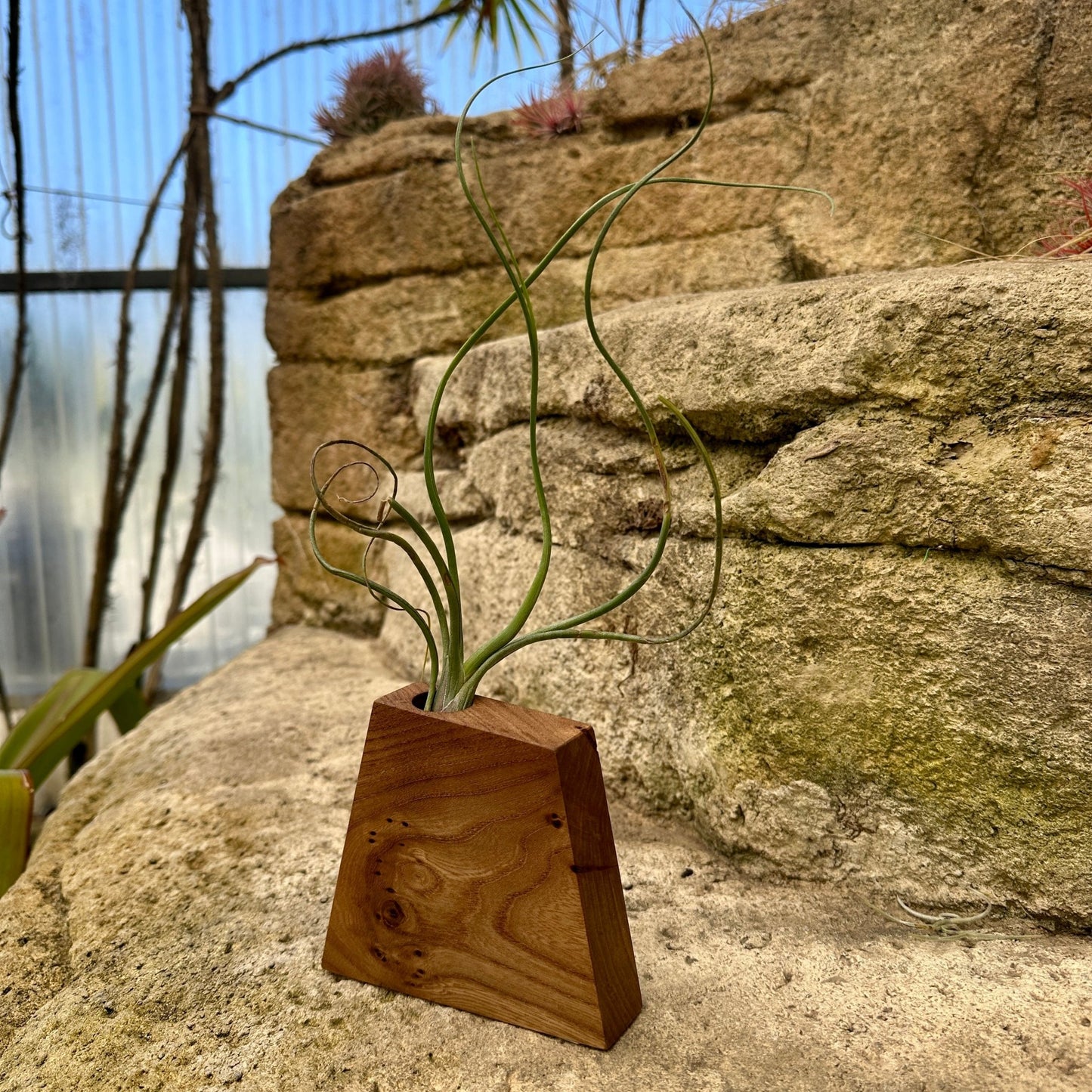 Boyce Studio Original Wood Air Plant Holder - Rainforest Flora
