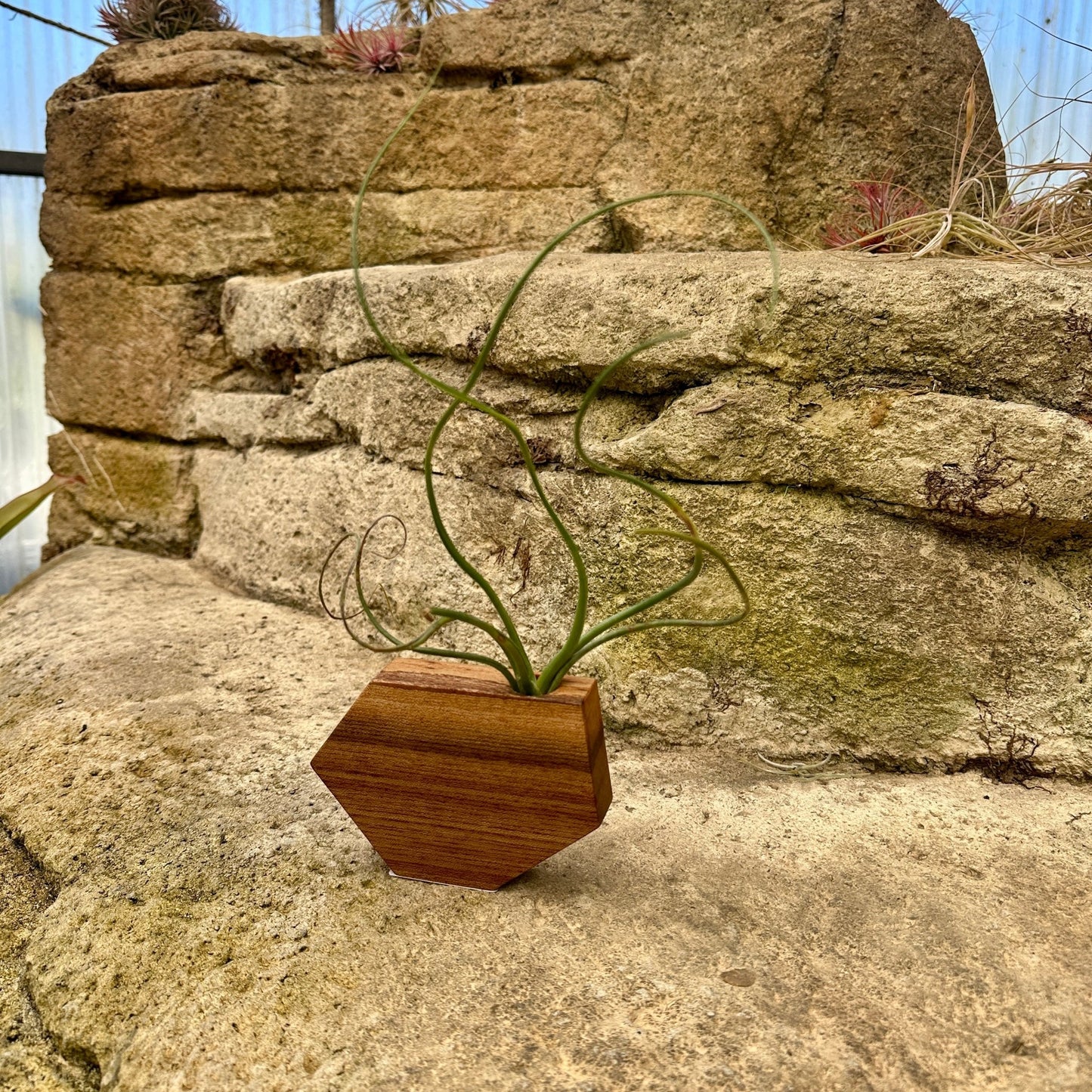 Boyce Studio Original Wood Air Plant Holder - Rainforest Flora