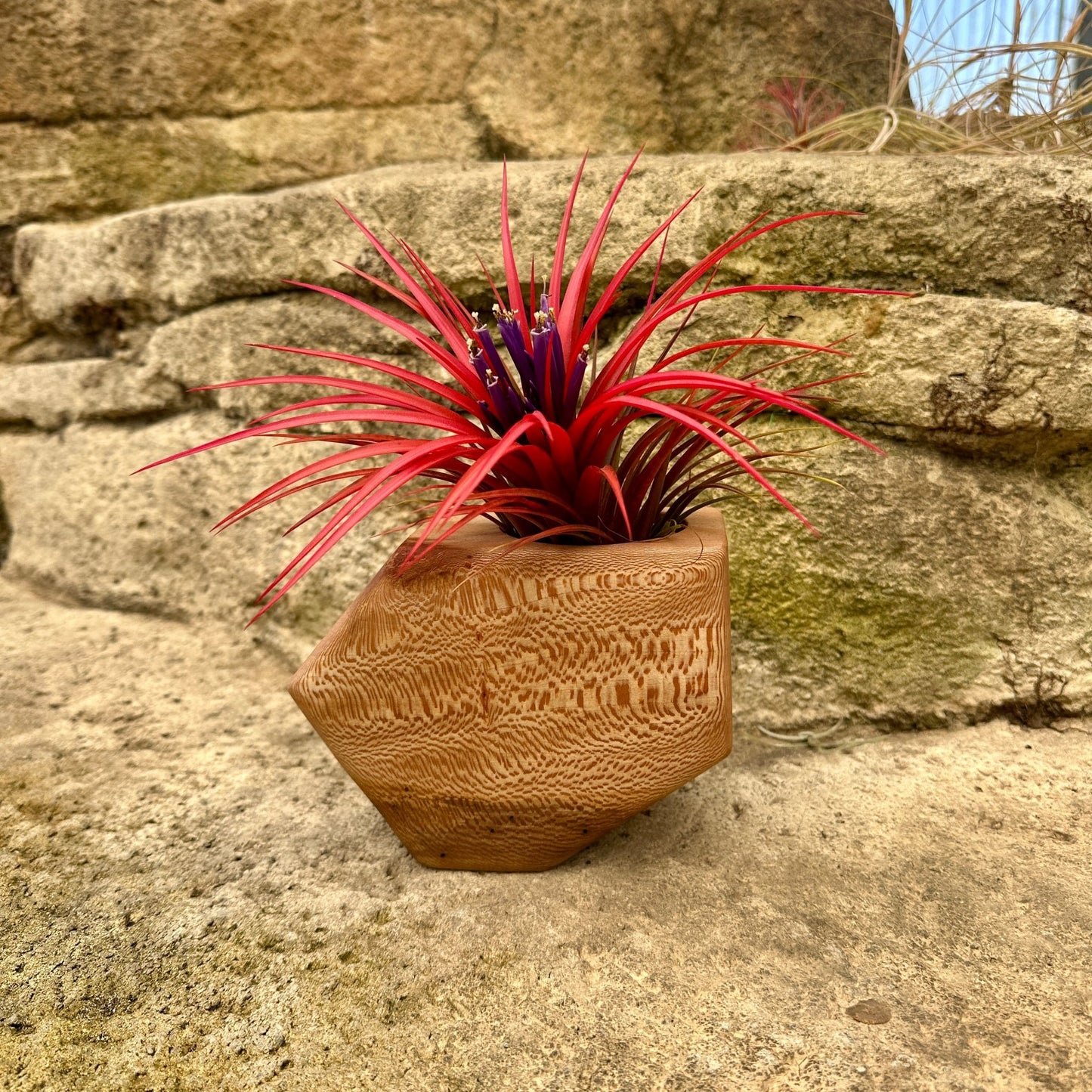Boyce Studio Original Wood Air Plant Holder - Rainforest Flora