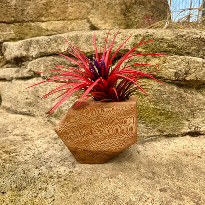 Boyce Studio Original Wood Air Plant Holder - Rainforest Flora