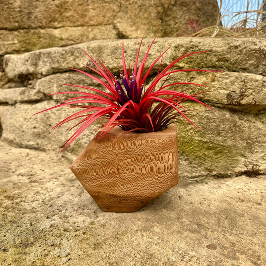 Boyce Studio Original Wood Air Plant Holder - Rainforest Flora