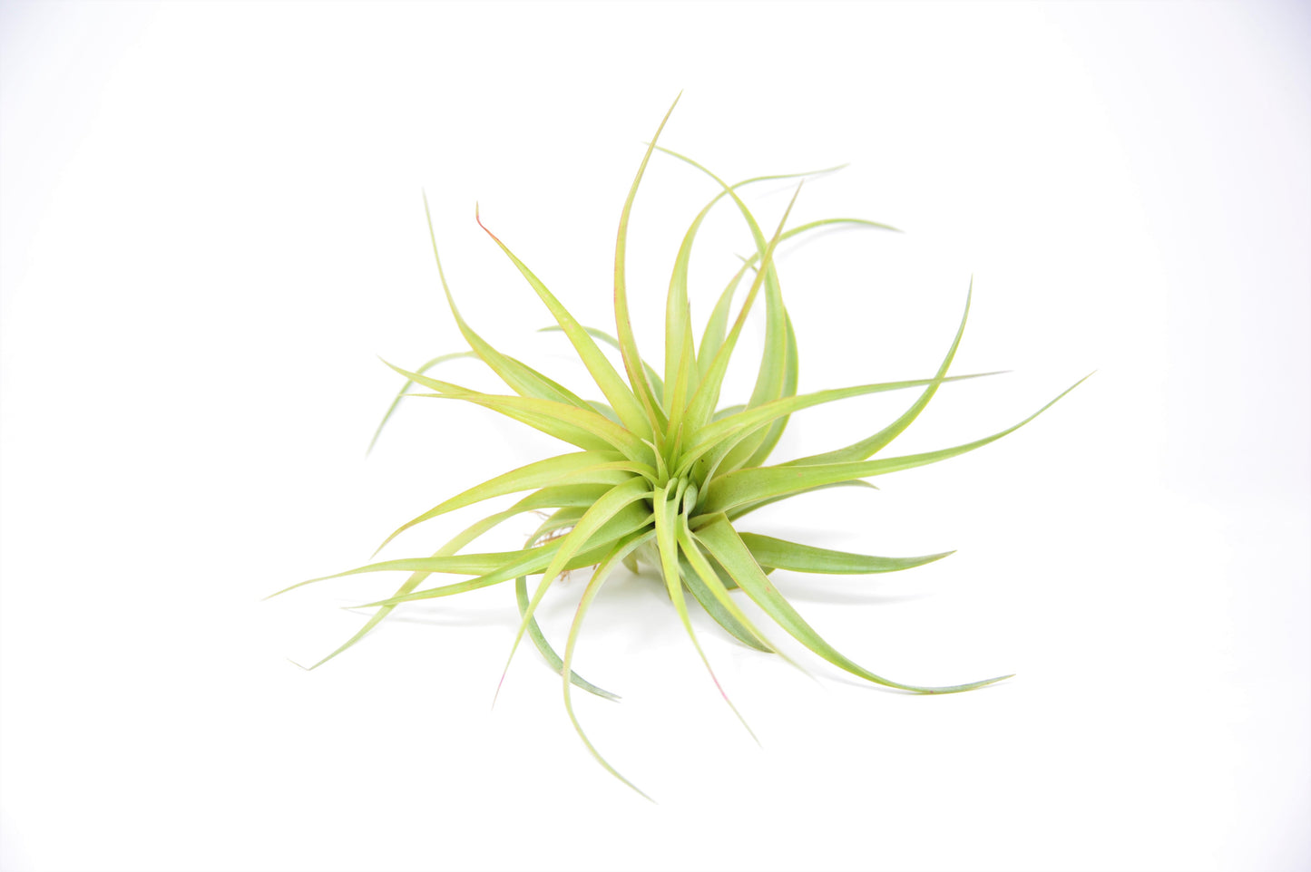 Tillandsia brachycaulos