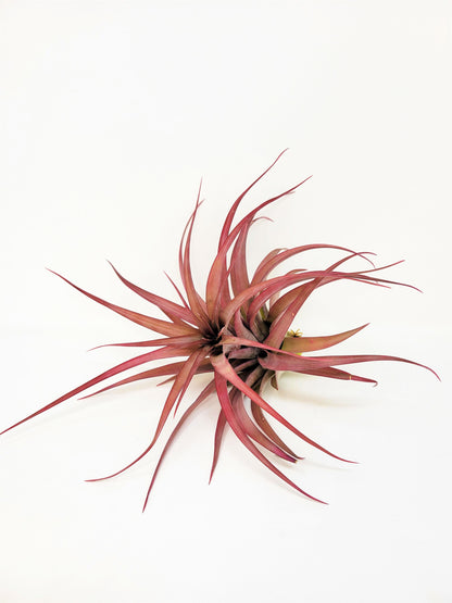 Tillandsia brachycaulos