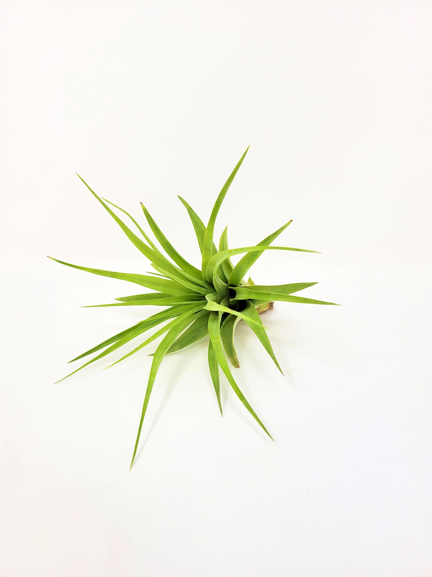 Tillandsia brachycaulos