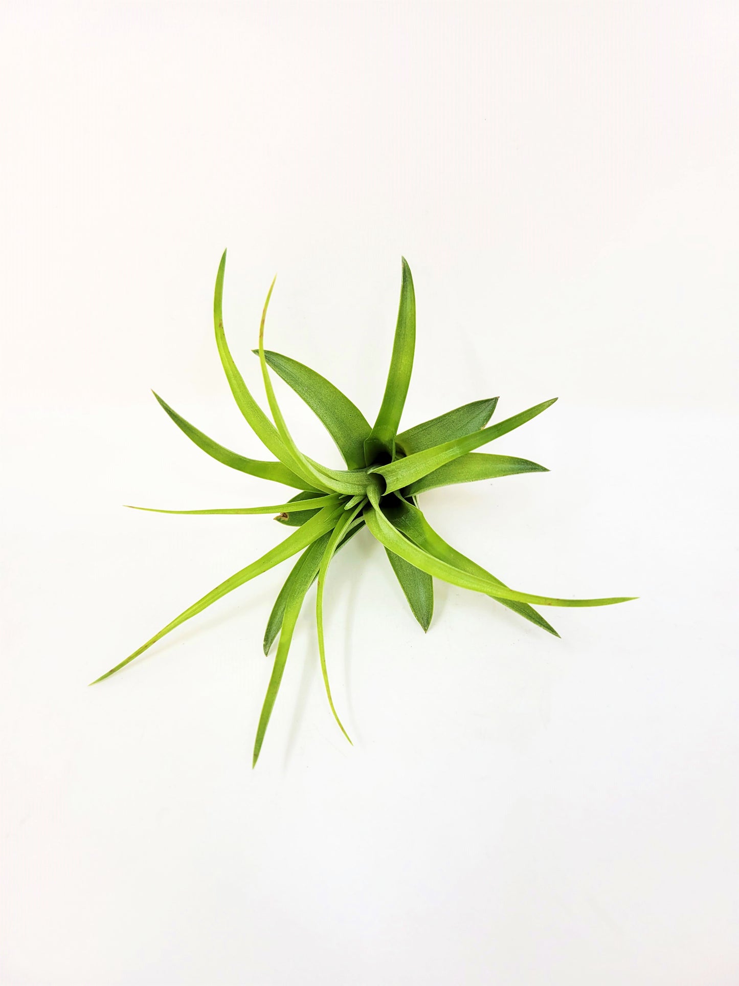 Tillandsia brachycaulos