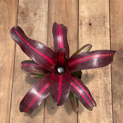 Neoregelia 'Broken Heart'
