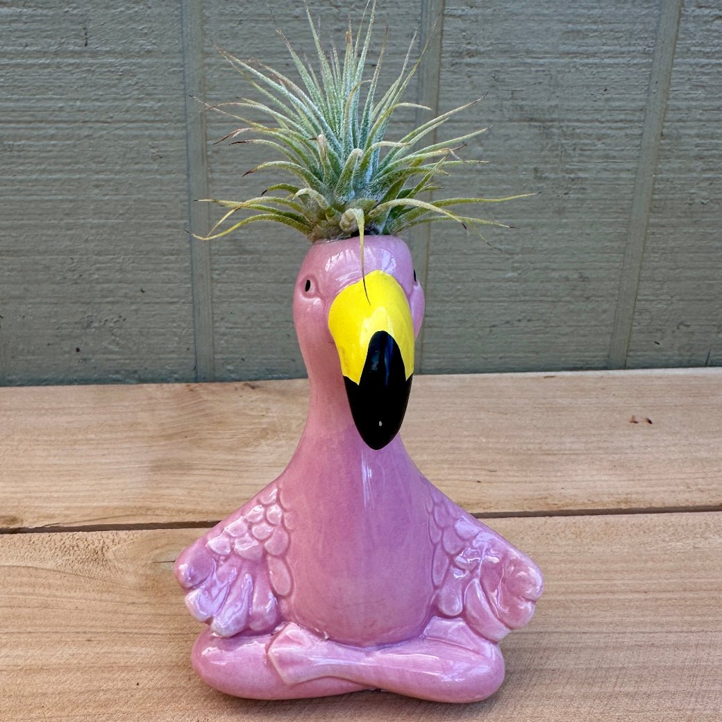 Ceramic Flamingo Air Plant Holders – 4" Hand-Painted Flamingos with Live Tillandsia "Hairdos" - Rainforest Flora
