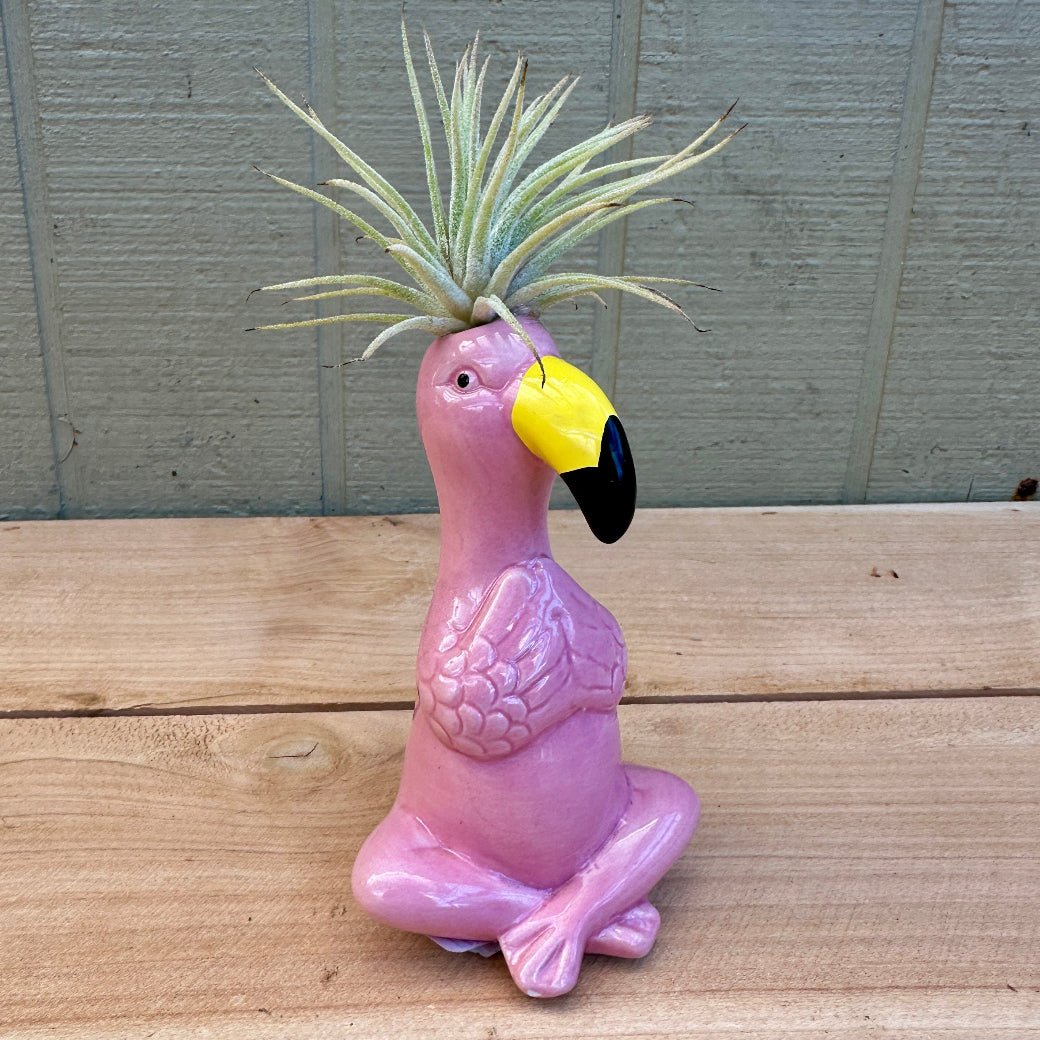 Ceramic Flamingo Air Plant Holders – 4" Hand-Painted Flamingos with Live Tillandsia "Hairdos" - Rainforest Flora
