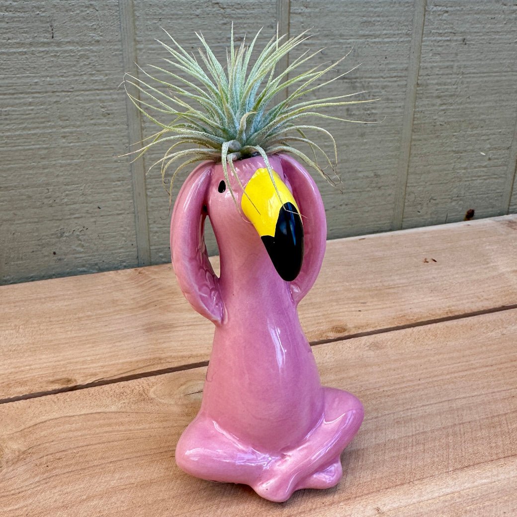 Ceramic Flamingo Air Plant Holders – 4" Hand-Painted Flamingos with Live Tillandsia "Hairdos" - Rainforest Flora