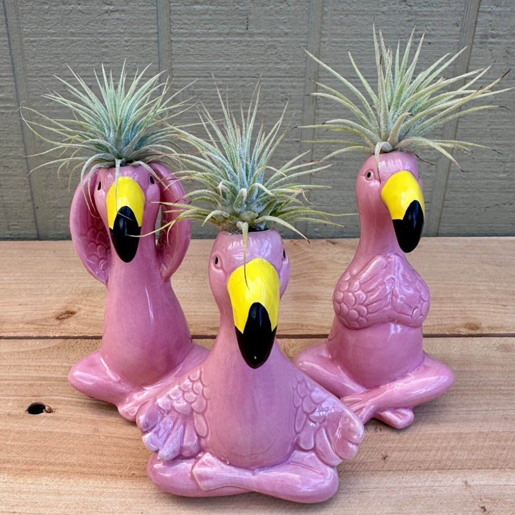 Ceramic Flamingo Air Plant Holders – 4" Hand-Painted Flamingos with Live Tillandsia "Hairdos" - Rainforest Flora