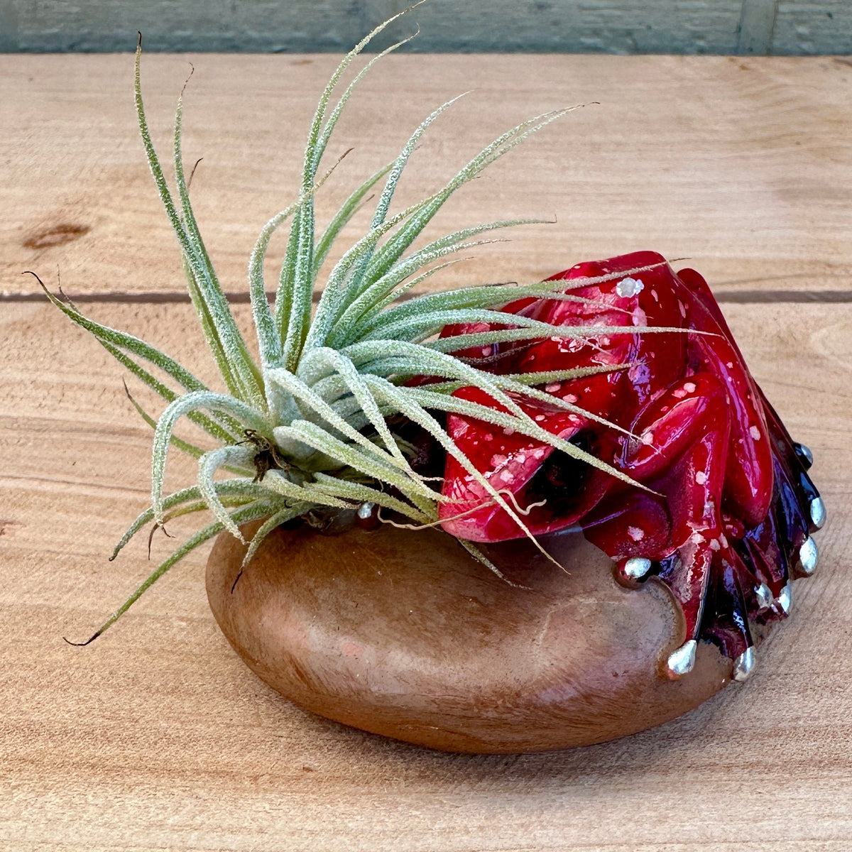 Ceramic Frog & Pebble Air Plant Holders – Hand-Painted Frogs with Live Tillandsia, 3" - Rainforest Flora