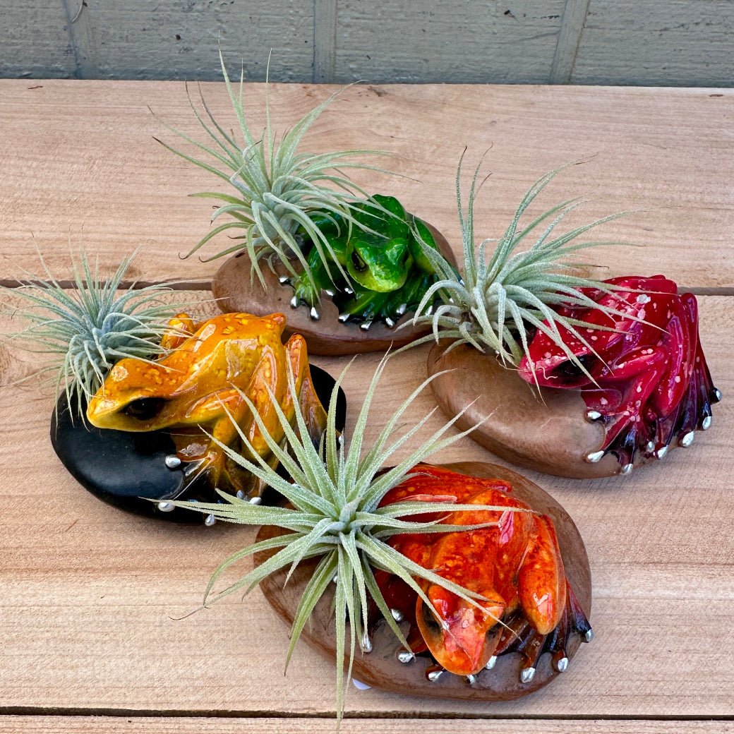 Ceramic Frog & Pebble Air Plant Holders – Hand-Painted Frogs with Live Tillandsia, 3" - Rainforest Flora
