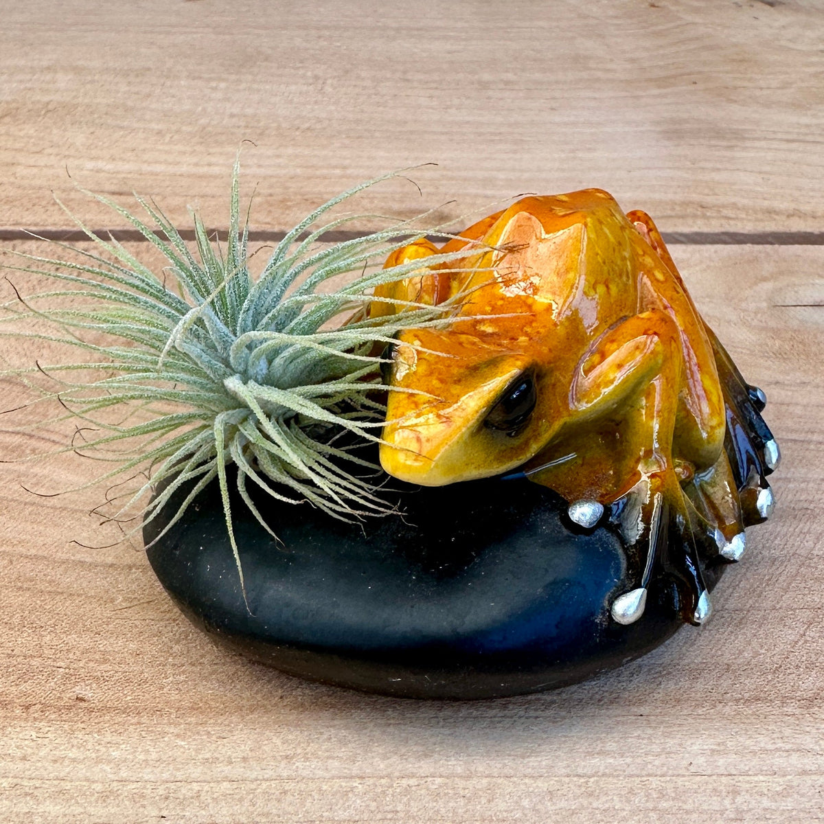Ceramic Frog & Pebble Air Plant Holders – Hand-Painted Frogs with Live Tillandsia, 3" - Rainforest Flora