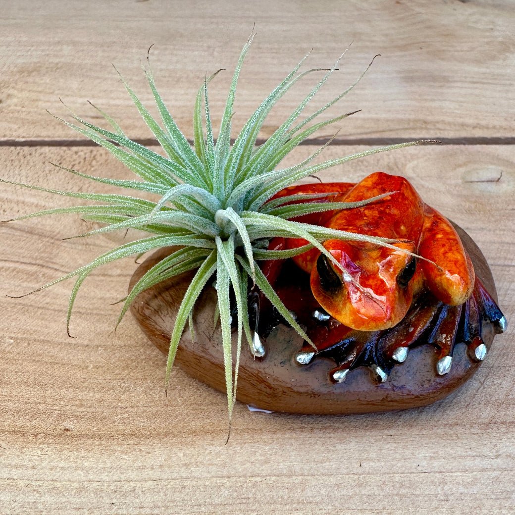 Ceramic Frog & Pebble Air Plant Holders – Hand-Painted Frogs with Live Tillandsia, 3" - Rainforest Flora