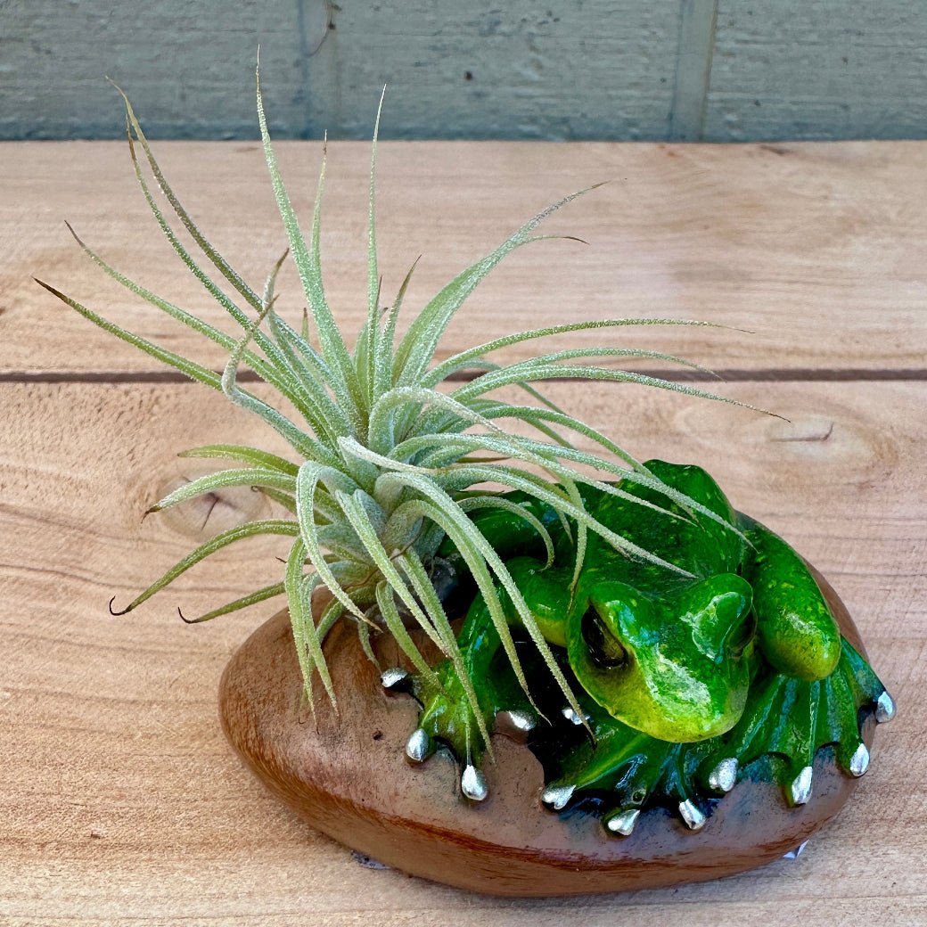 Ceramic Frog & Pebble Air Plant Holders – Hand-Painted Frogs with Live Tillandsia, 3" - Rainforest Flora