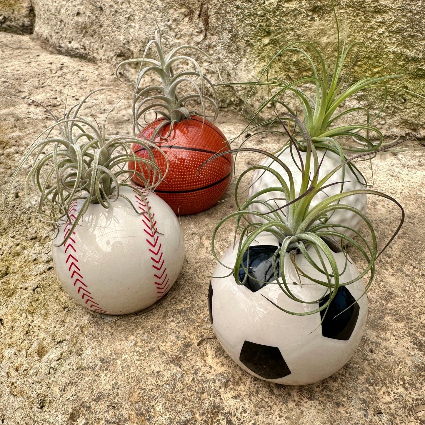 Ceramic Sports Ball Air Plant Holder – Baseball, Basketball, Golf Ball & Soccer Ball (Live Tillandsia Included) - Rainforest Flora