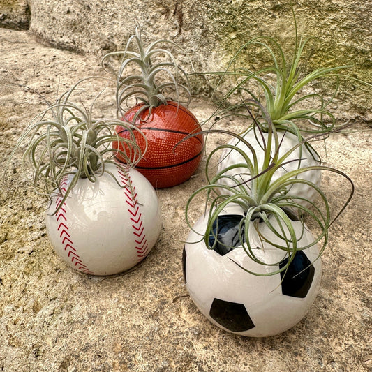 Ceramic Sports Ball Air Plant Holder – Baseball, Basketball, Golf Ball & Soccer Ball (Live Tillandsia Included) - Rainforest Flora