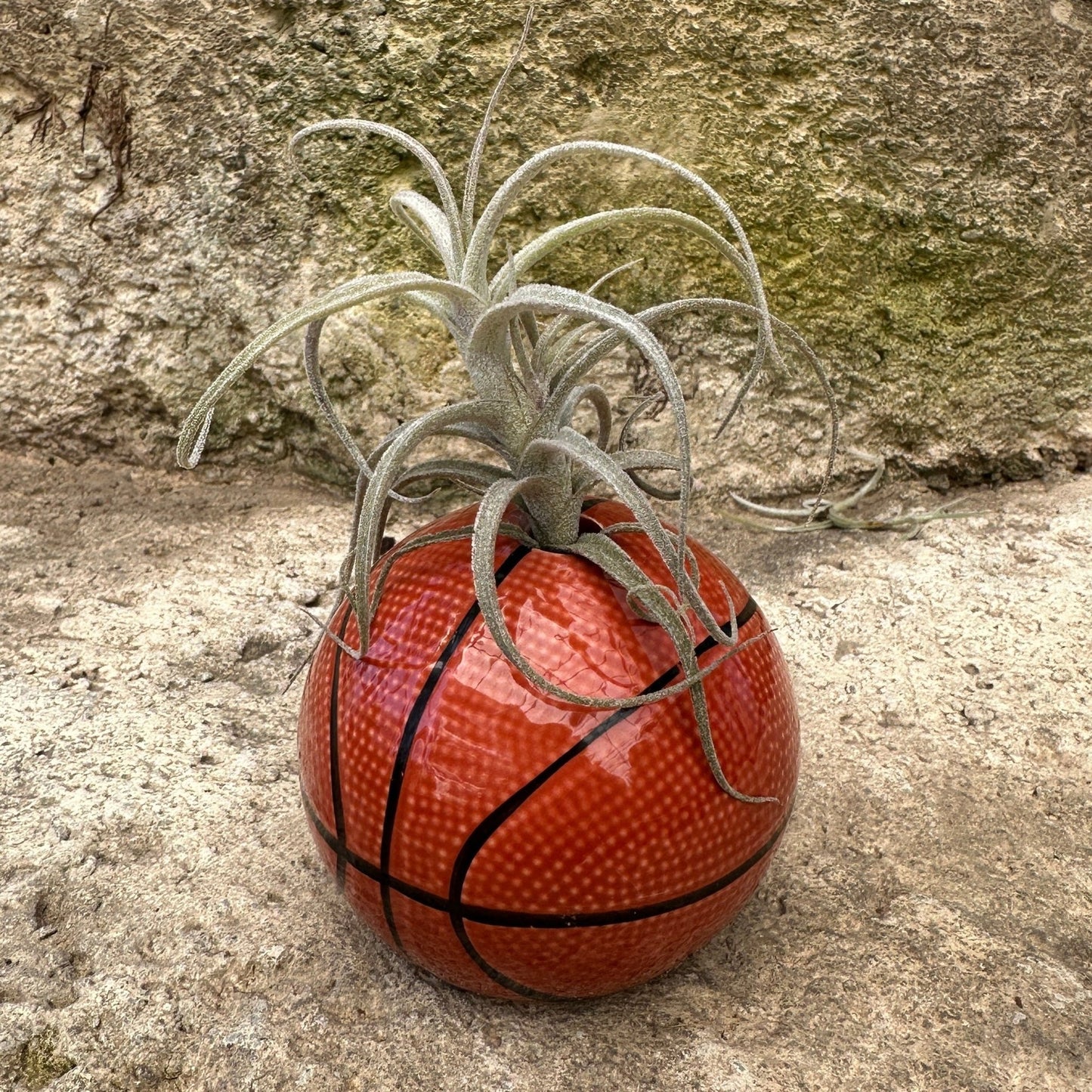 Ceramic Sports Ball Air Plant Holder – Baseball, Basketball, Golf Ball & Soccer Ball (Live Tillandsia Included) - Rainforest Flora