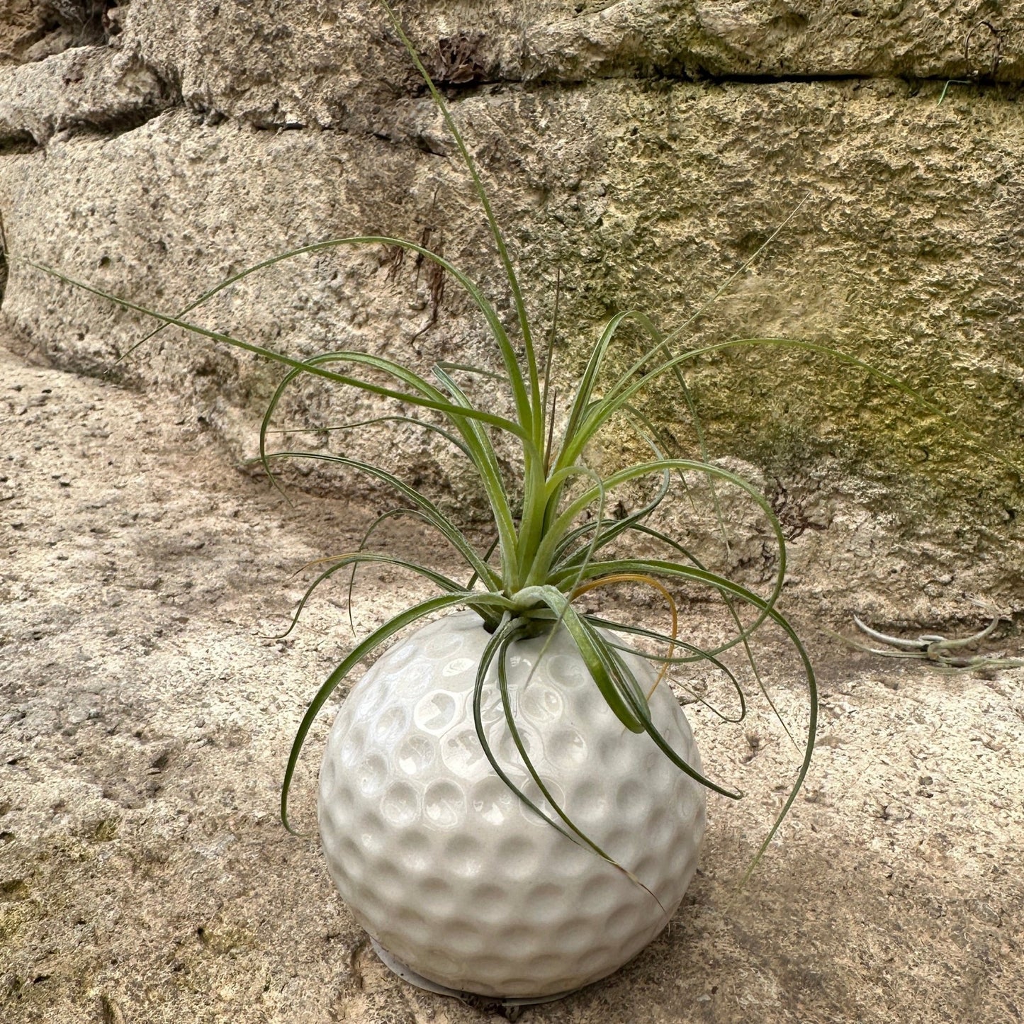 Ceramic Sports Ball Air Plant Holder – Baseball, Basketball, Golf Ball & Soccer Ball (Live Tillandsia Included) - Rainforest Flora
