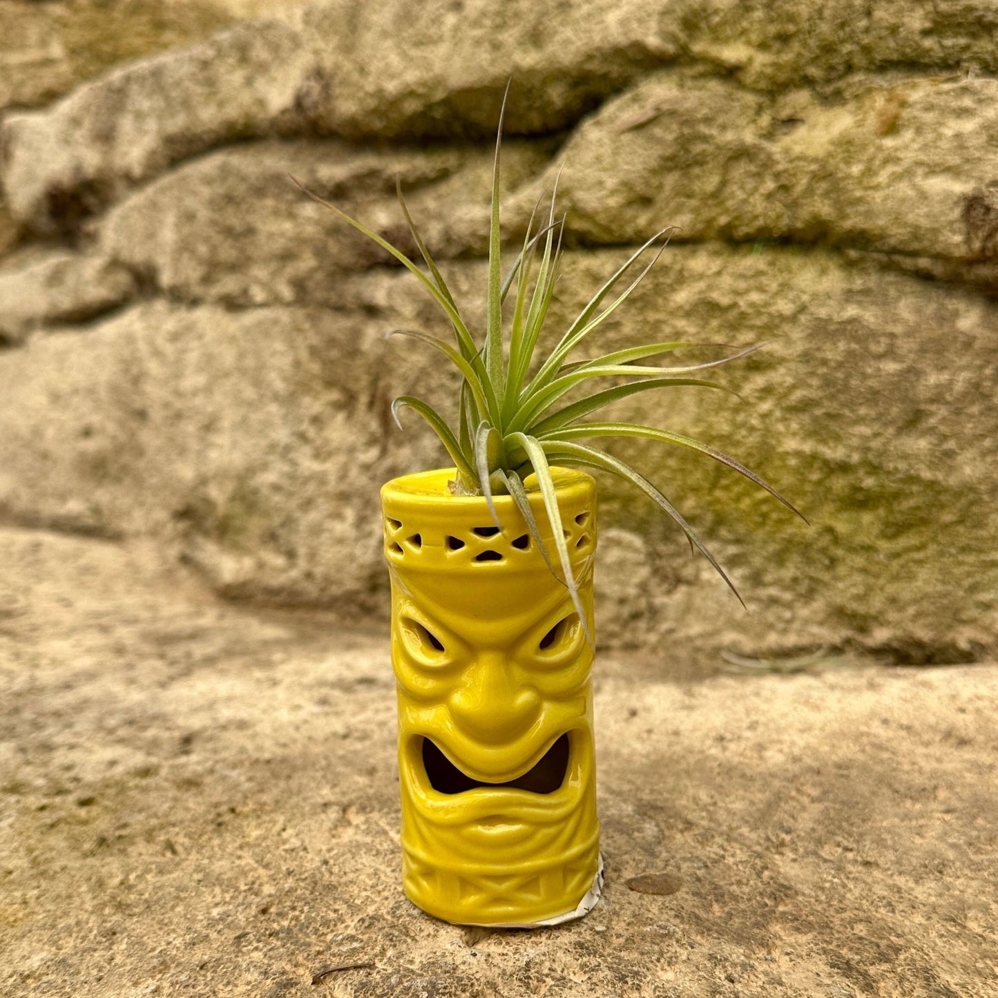Ceramic Tiki Air Plant Holder – 4" Tillandsia Display in Black, Orange, White & Yellow - Rainforest Flora