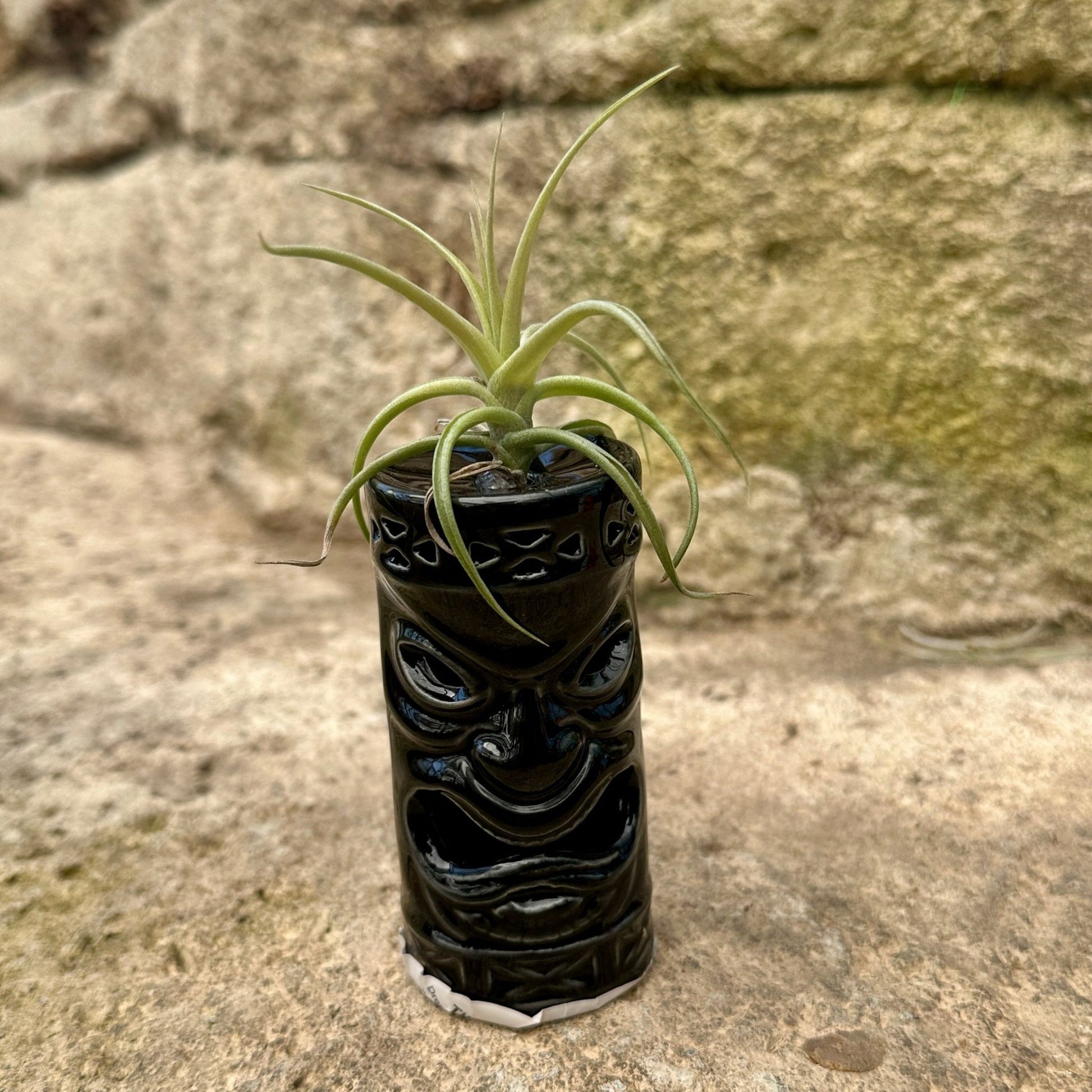 Ceramic Tiki Air Plant Holder – 4" Tillandsia Display in Black, Orange, White & Yellow - Rainforest Flora