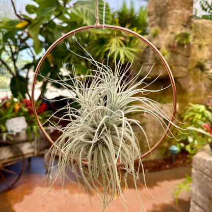Copper-Plated Tillandsia Holder Set – 5", 7", 9" Hanging Air Plant Rings with Nylon Rope - Rainforest Flora