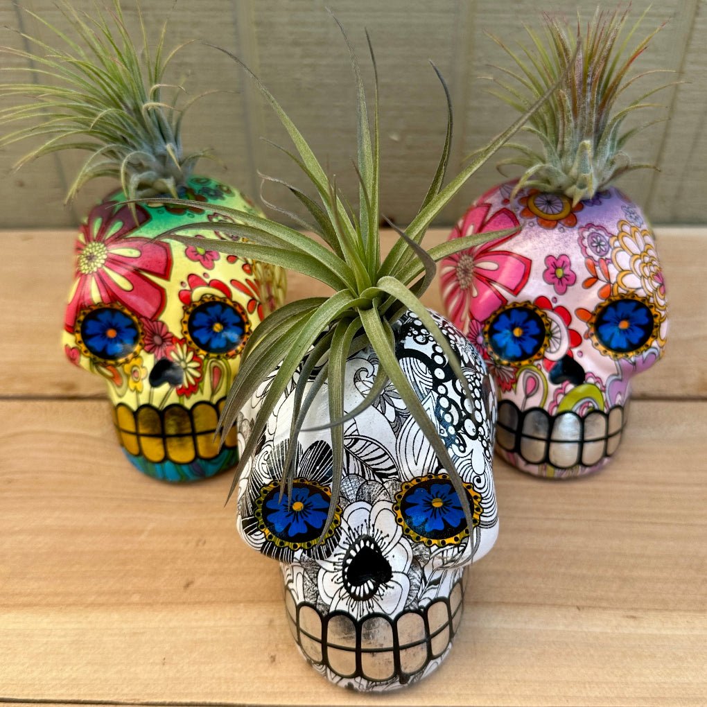 Day of the Dead Skull Air Plant Holders – 5" Decal Calaveras with Live Tillandsia - Rainforest Flora
