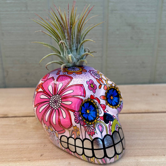 Day of the Dead Skull Air Plant Holders – 5" Decal Calaveras with Live Tillandsia - Rainforest Flora