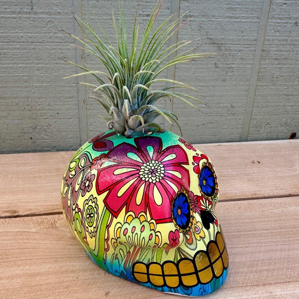 Day of the Dead Skull Air Plant Holders – 5" Decal Calaveras with Live Tillandsia - Rainforest Flora