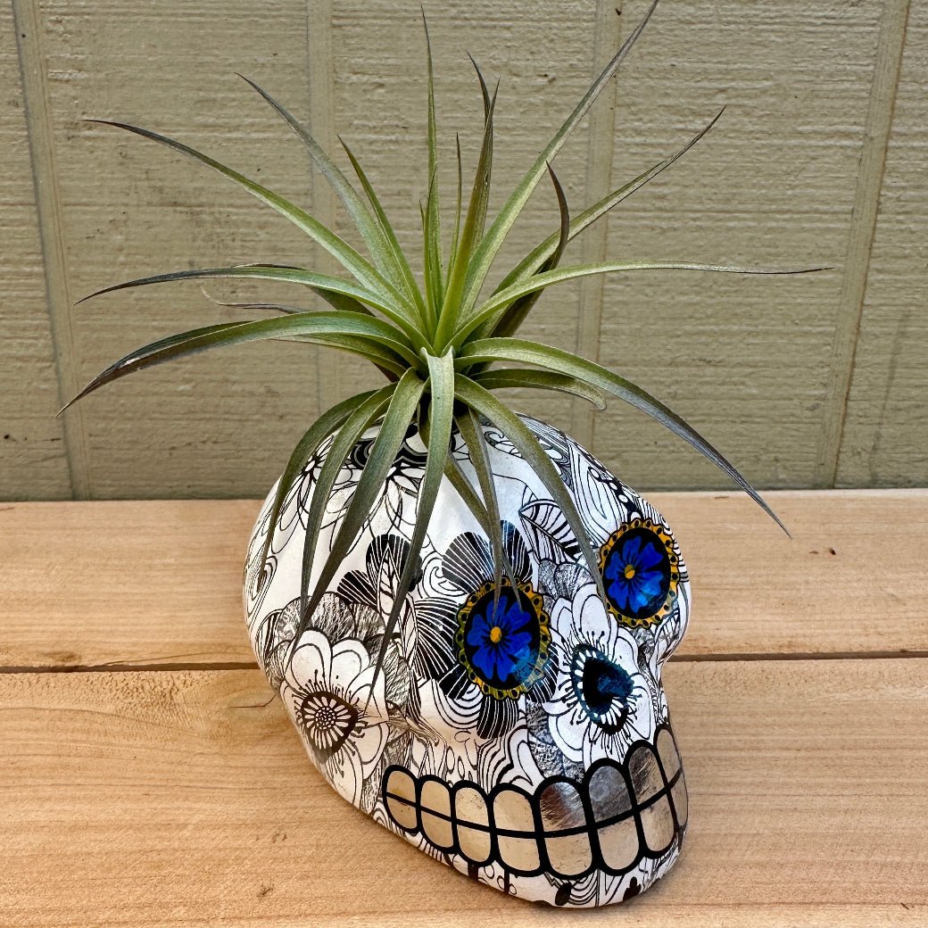 Day of the Dead Skull Air Plant Holders – 5" Decal Calaveras with Live Tillandsia - Rainforest Flora