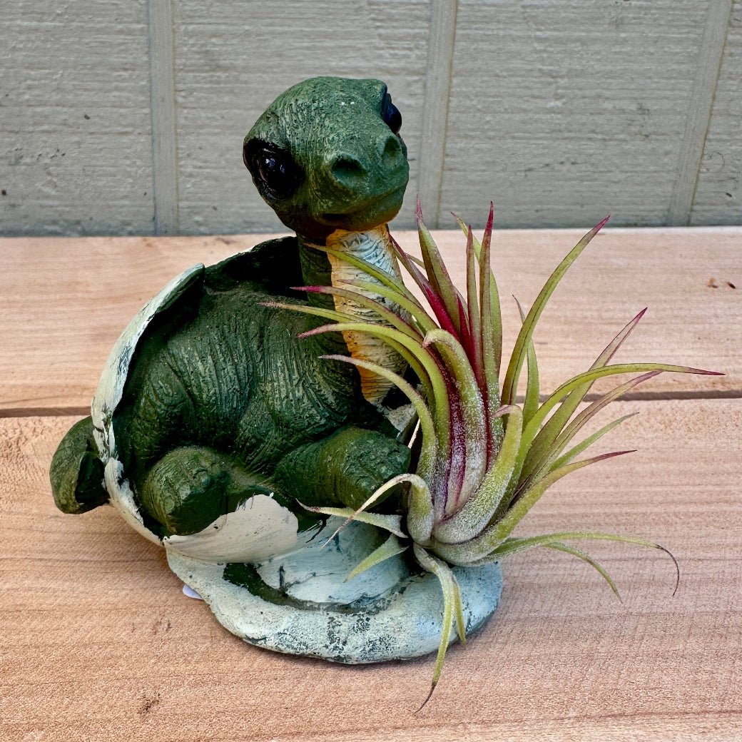 Dino Baby Tillandsia Planters – 3" Ceramic Dinosaurs in Eggshells with Live Air Plants - Rainforest Flora