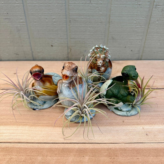 Dino Baby Tillandsia Planters – 3" Ceramic Dinosaurs in Eggshells with Live Air Plants - Rainforest Flora
