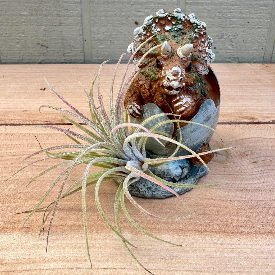 Dino Baby Tillandsia Planters – 3" Ceramic Dinosaurs in Eggshells with Live Air Plants - Rainforest Flora