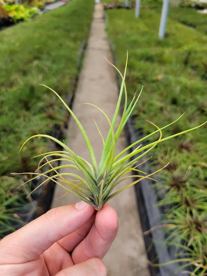 Tillandsia tenuifolia 'Emerald Forest'