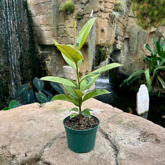 Ficus elastica ‘Shivereana Moonshine’ - Rainforest Flora