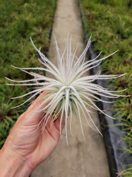 Tillandsia tectorum 'Fuzzball'