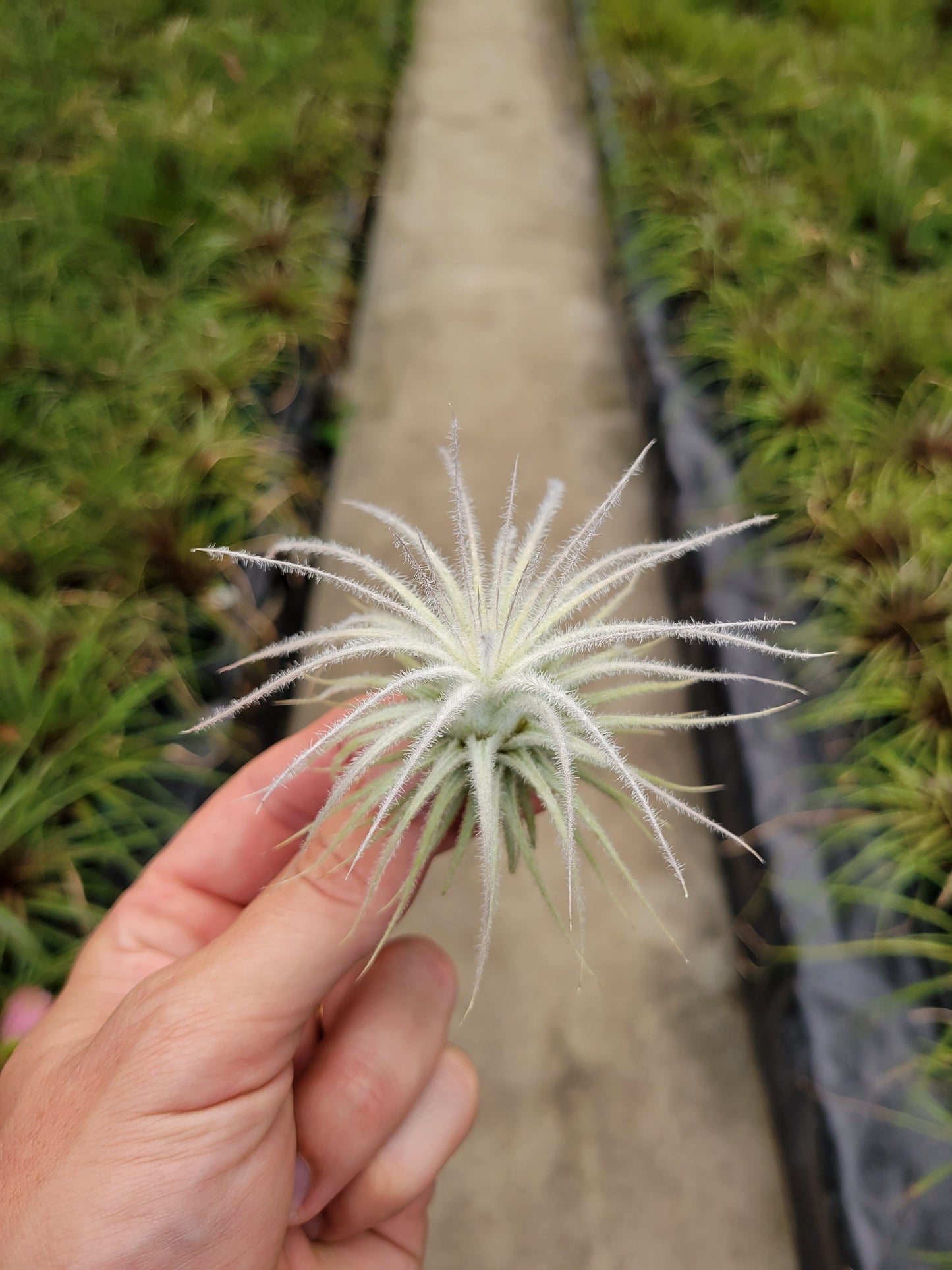 Tillandsia tectorum 'Fuzzball'