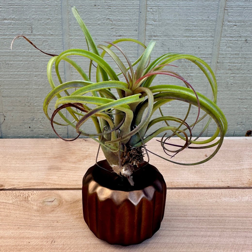 Gear-Shaped Ceramic Tillandsia Holder with Metal Prongs – Industrial Air Plant Display - Rainforest Flora