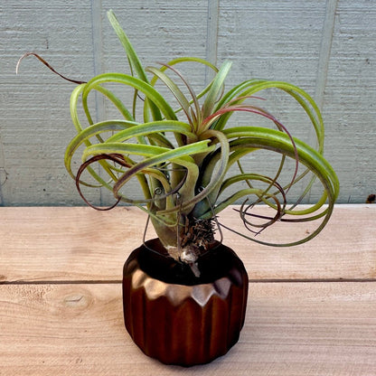 Gear-Shaped Ceramic Tillandsia Holder with Metal Prongs – Industrial Air Plant Display - Rainforest Flora