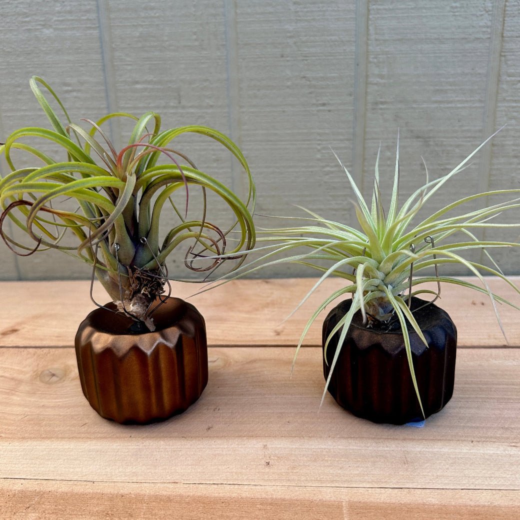 Gear-Shaped Ceramic Tillandsia Holder with Metal Prongs – Industrial Air Plant Display - Rainforest Flora