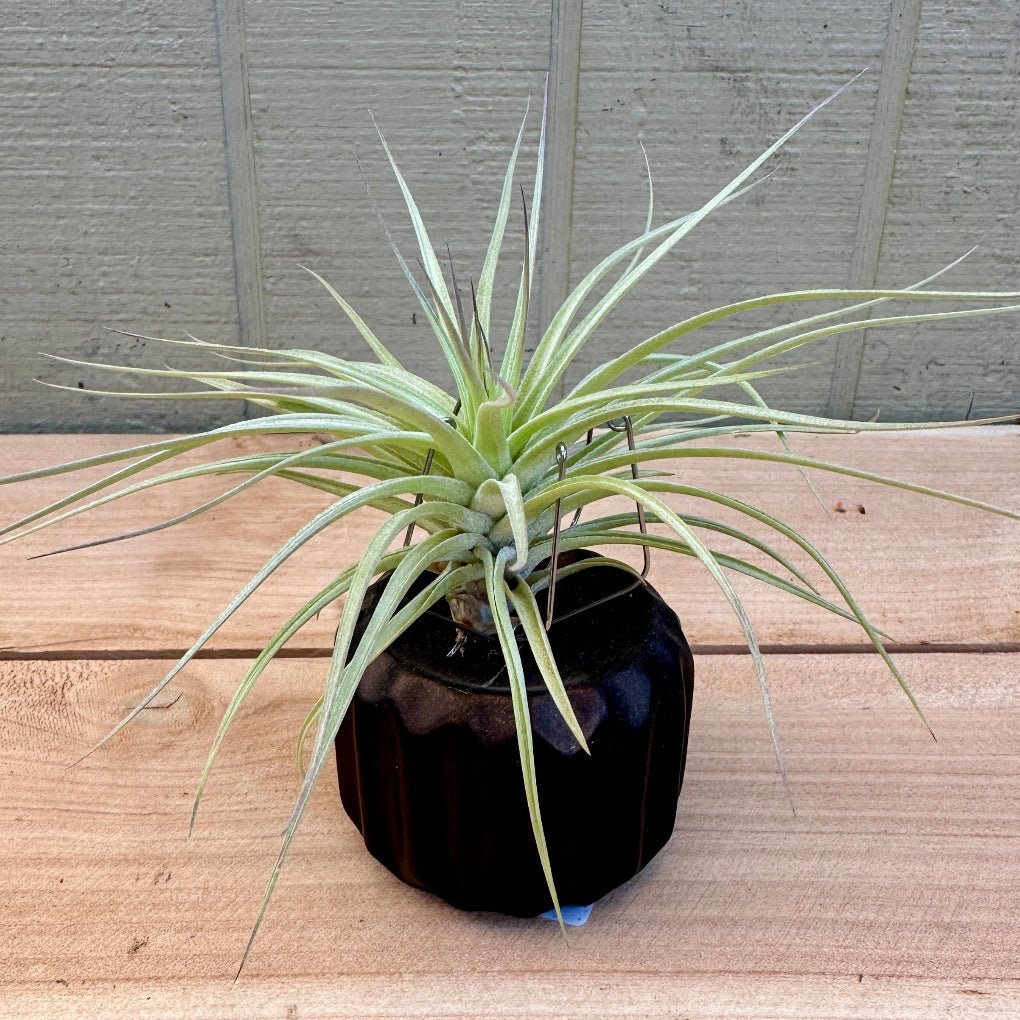 Gear-Shaped Ceramic Tillandsia Holder with Metal Prongs – Industrial Air Plant Display - Rainforest Flora