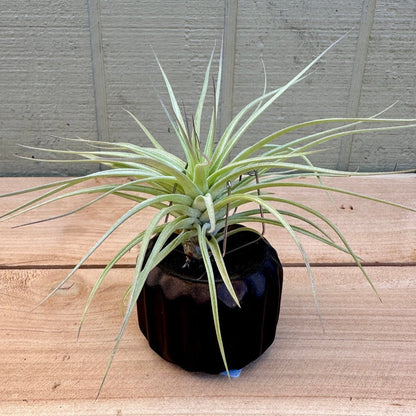 Gear-Shaped Ceramic Tillandsia Holder with Metal Prongs – Industrial Air Plant Display - Rainforest Flora