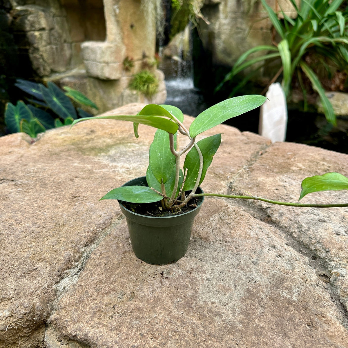 Hoya cinnamomifolia - Rainforest Flora