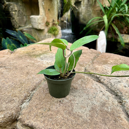 Hoya cinnamomifolia - Rainforest Flora
