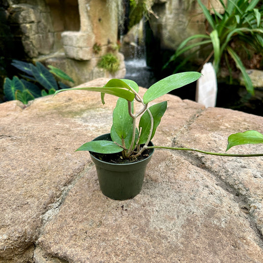 Hoya cinnamomifolia - Rainforest Flora