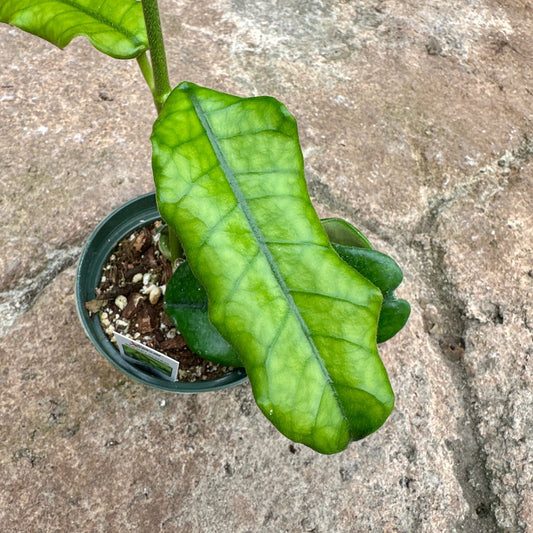 Hoya globulosa - Rainforest Flora